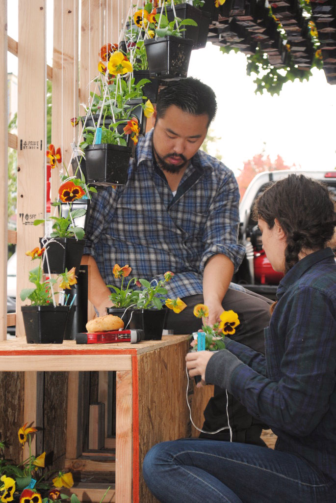Two people planting pansies in pots